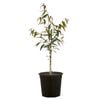200mm Waterhousea Floribunda
