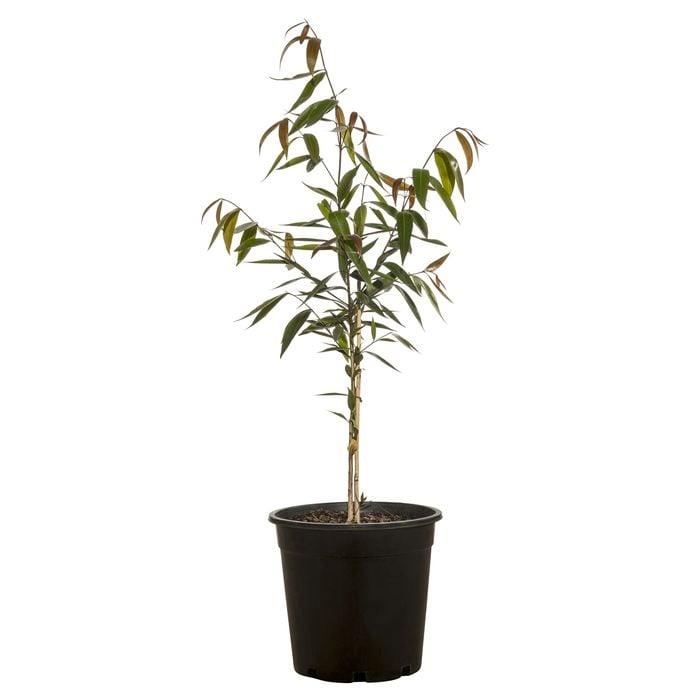 200mm Waterhousea Floribunda