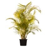 45L Golden Cane Palm - Dypsis lutescens