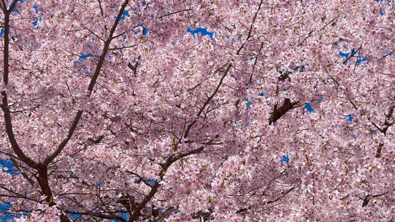  Awanui Yoshino cherry tree in blossom