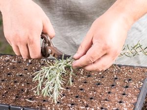 a person taking plant cuttings