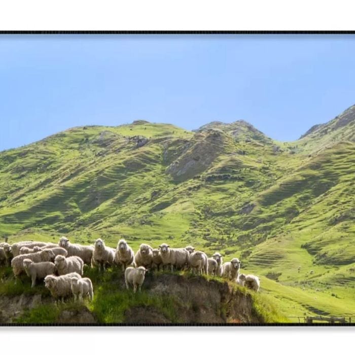 Flock Of Sheep Standing on Knoll  Print 100% Australian Made 120x90cm  (Poster)