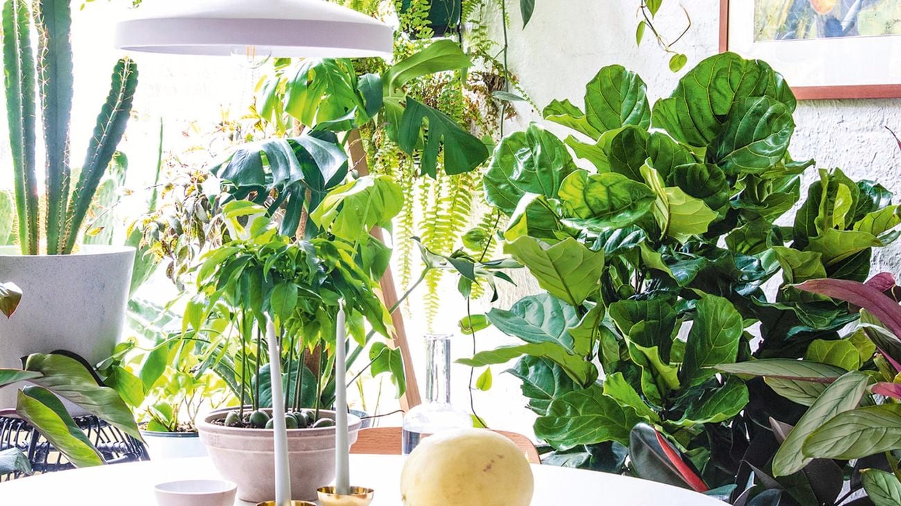 many indoor plants around a table with a pendant light hanging above