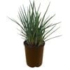 140mm Dianella Little Rev - Dianella revoluta