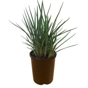140mm Dianella Little Rev - Dianella revoluta