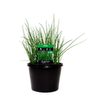 180mm Chives - Allium schoenoprasum