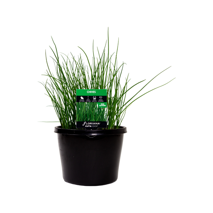 180mm Chives - Allium schoenoprasum
