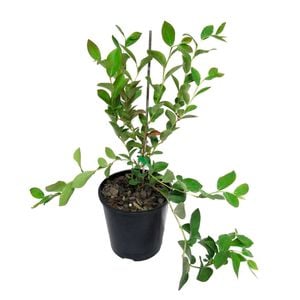 1.9L Blueberry Powder Blue - Vaccinium ashei