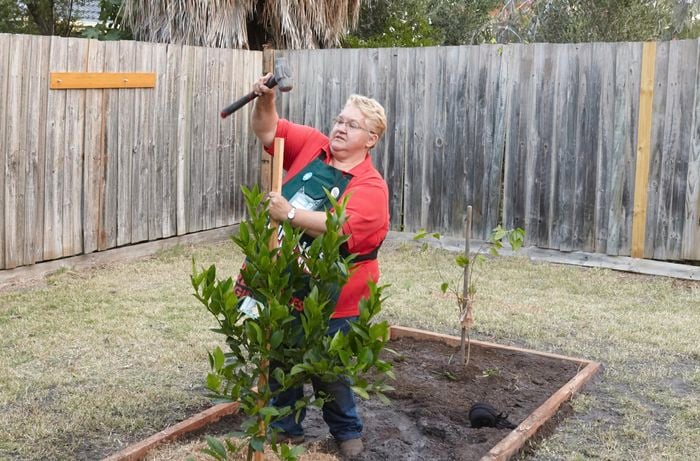 A stake being hammered into the ground next to a young tree