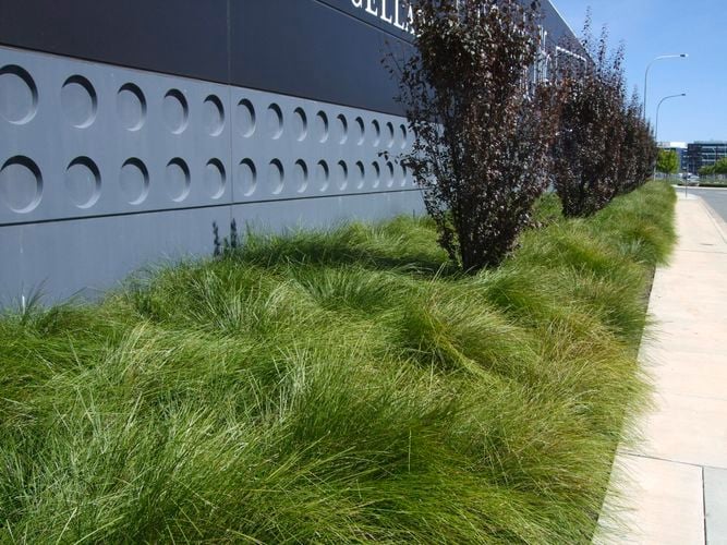 Tanika® Lomandra - Commercial Planting