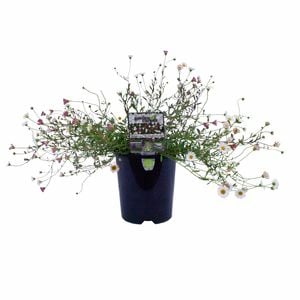 140mm Seaside Daisy - Erigeron karvinskianus