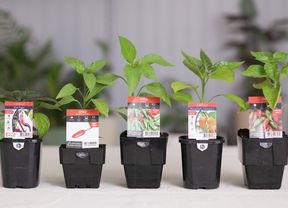 Different types of chilli plants.