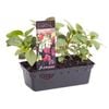 Punnet Snapdragon Tall Mix - Antirrhinum majus