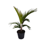 30L Rhopalostylis cheesemanii - Kermadec Nikau Palm