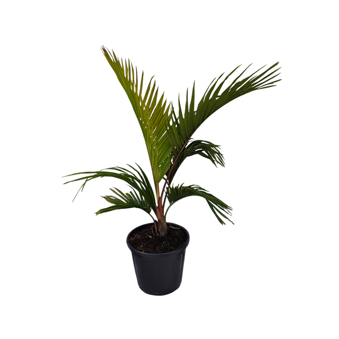 30L Rhopalostylis cheesemanii - Kermadec Nikau Palm
