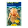 Fiesta Flower Bulbs Iris Germanica Apricot Silk Bulb