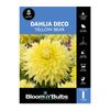 Bloomin Bulbs Dahlia Yellow Bear - 1 Pack