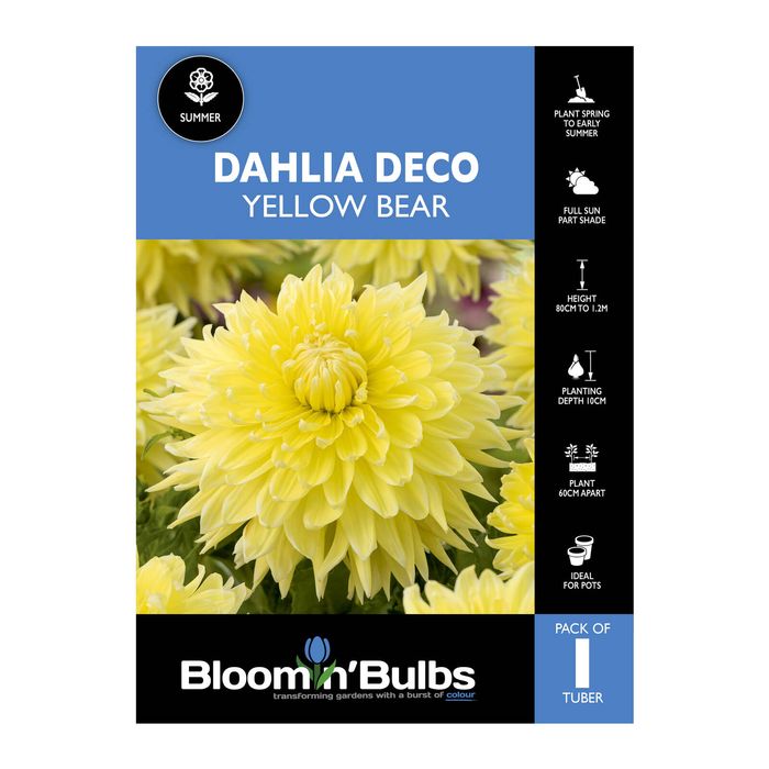 Bloomin Bulbs Dahlia Yellow Bear - 1 Pack