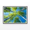 Birch Tree with Blue Sky  Print 100% Australian Made 120x90cm  (Poster)