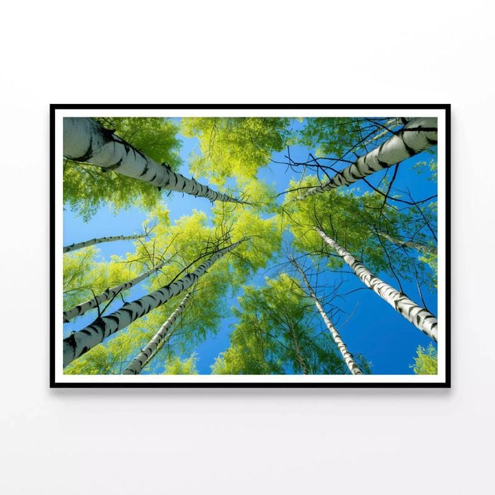 Birch Tree with Blue Sky  Print 100% Australian Made 120x90cm  (Poster)