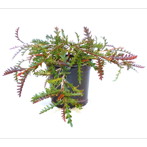 250mm Grevillea Fanfare