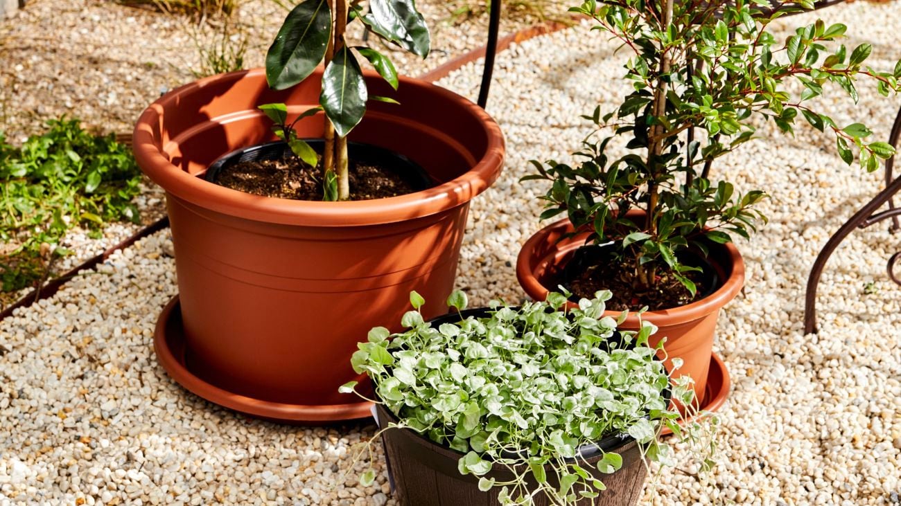 pots kept on a  stoned pathway