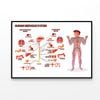 Human Nervous System Vector  Print 100% Australian Made 90x60cm  (Poster)