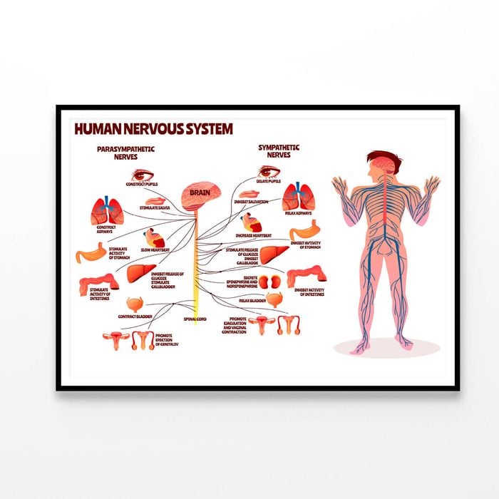Human Nervous System Vector  Print 100% Australian Made 90x60cm  (Poster)