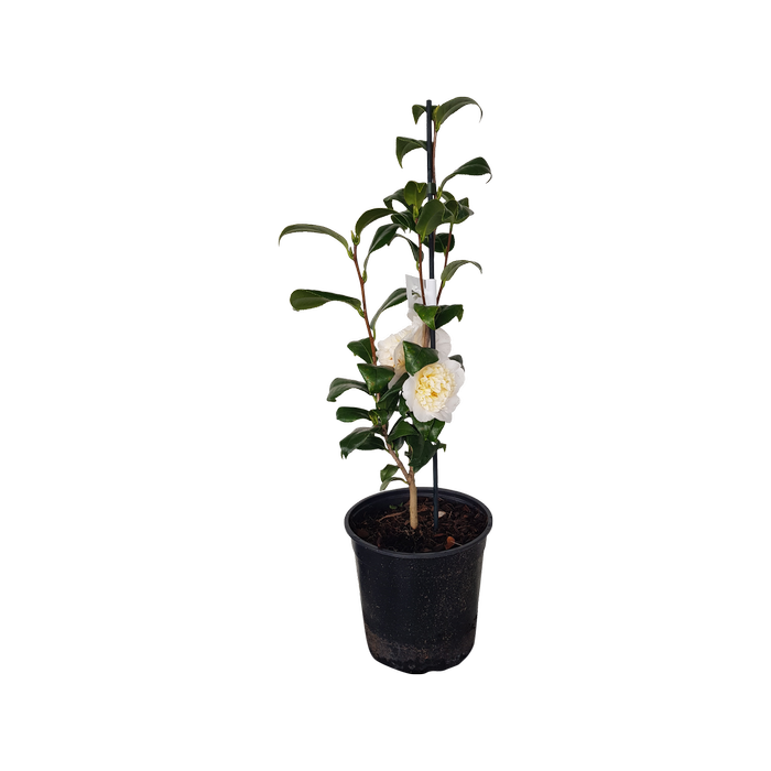 2L Camellia Onetia Holland