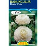 White Ranunculus Bulb - 10 Pack