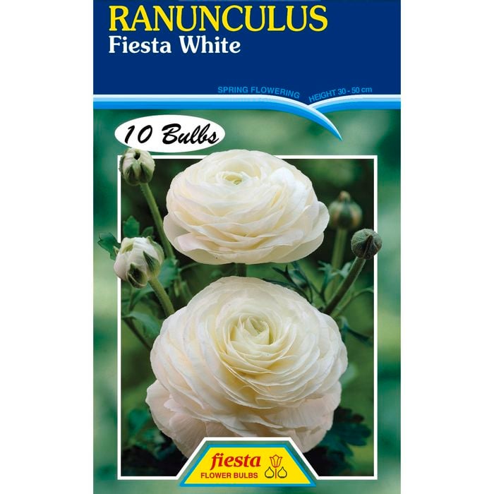White Ranunculus Bulb - 10 Pack
