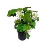 2.4L Hydrangea Pee Wee - Hydrangea quercifolia