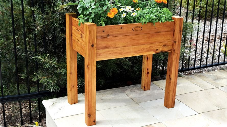 Flowers and herbs in a raised timber planter box