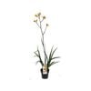 180mm Anigozanthos Gold Velvet - Anigozanthos hybrid