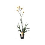 180mm Anigozanthos Gold Velvet - Anigozanthos hybrid