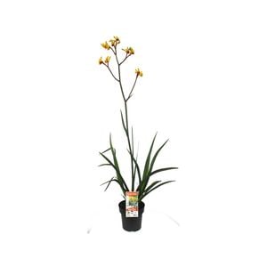 180mm Anigozanthos Gold Velvet - Anigozanthos hybrid