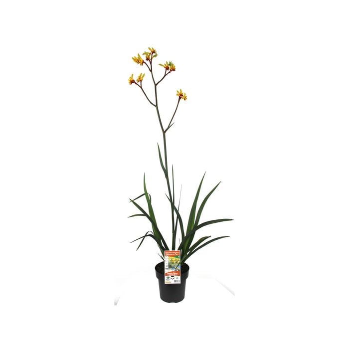 180mm Anigozanthos Gold Velvet - Anigozanthos hybrid