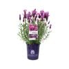 140mm Lavender LAVINNOVA ® Fairy Wings Radiance - Lavandula pendunculata