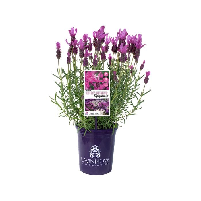 140mm Lavender LAVINNOVA ® Fairy Wings Radiance - Lavandula pendunculata