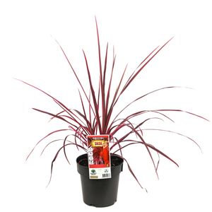 180mm Cordyline Salsa - Cordyline australis