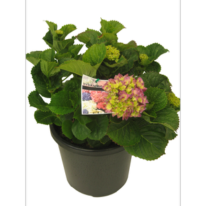 Product.255mm Hydrangea Assorted - Hydrangea macrophylla.3737707.AU.productOtherMedia.0