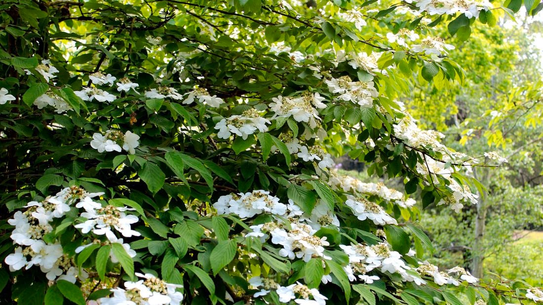 Wide shot of white viburnum flowers