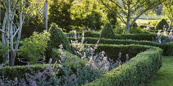 Green hedges in a traditional cottage style garden
