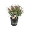 150mm Coreopsis Highland Pink