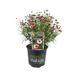 150mm Coreopsis Highland Pink