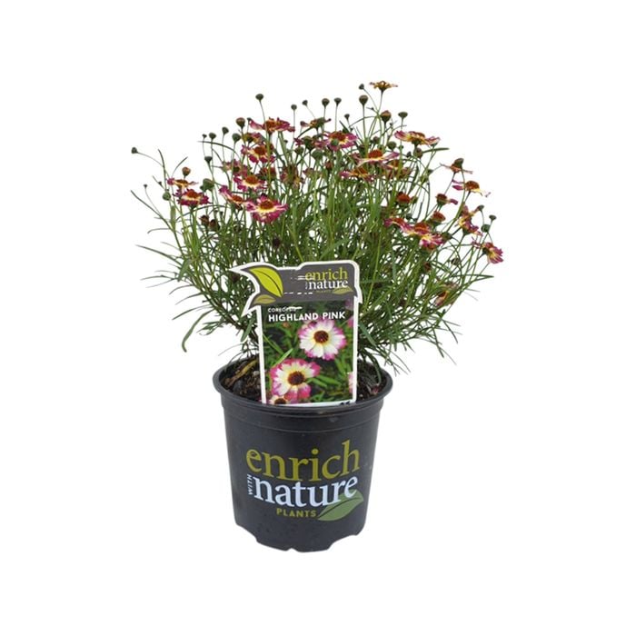 150mm Coreopsis Highland Pink