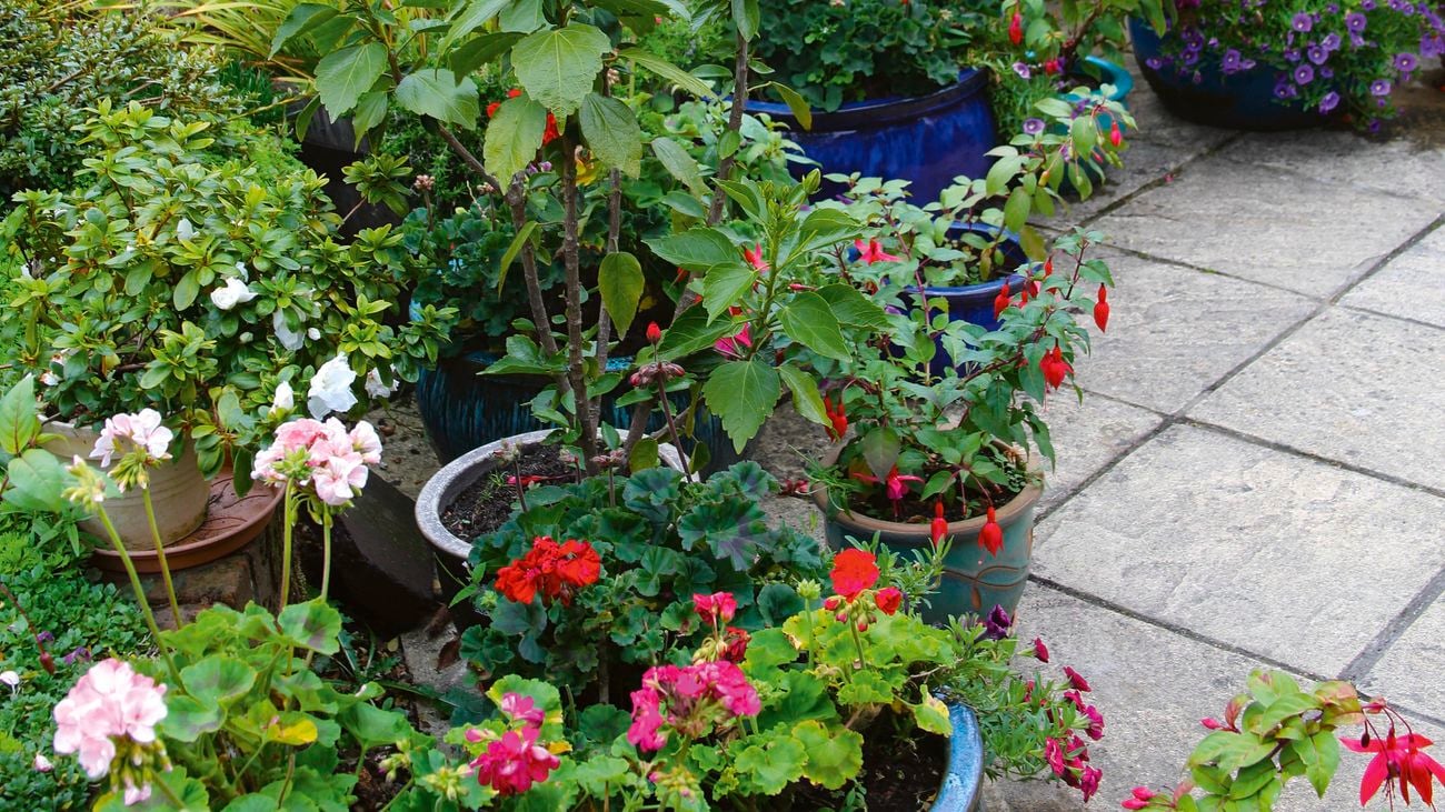 A patio filled with bright flowers in pots