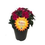 3.5L SunPatiens - Impatiens hawkeri
