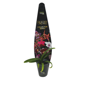 60mm Designer Collector Series - Vanda Orchids