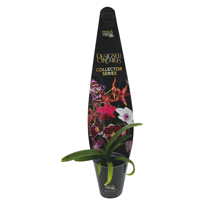 60mm Designer Collector Series - Vanda Orchids